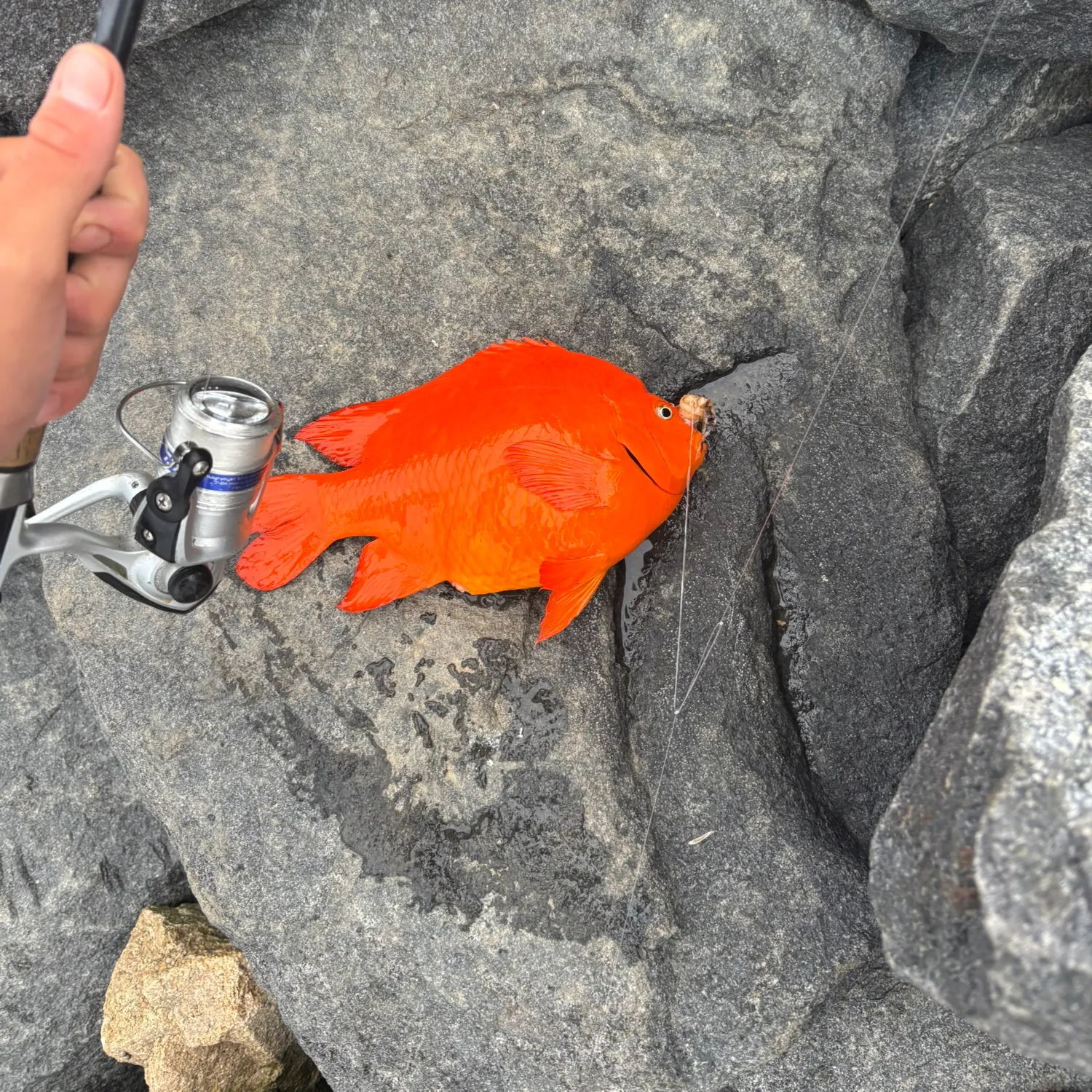 The most recent Garibaldi damselfish catches on Fishbrain