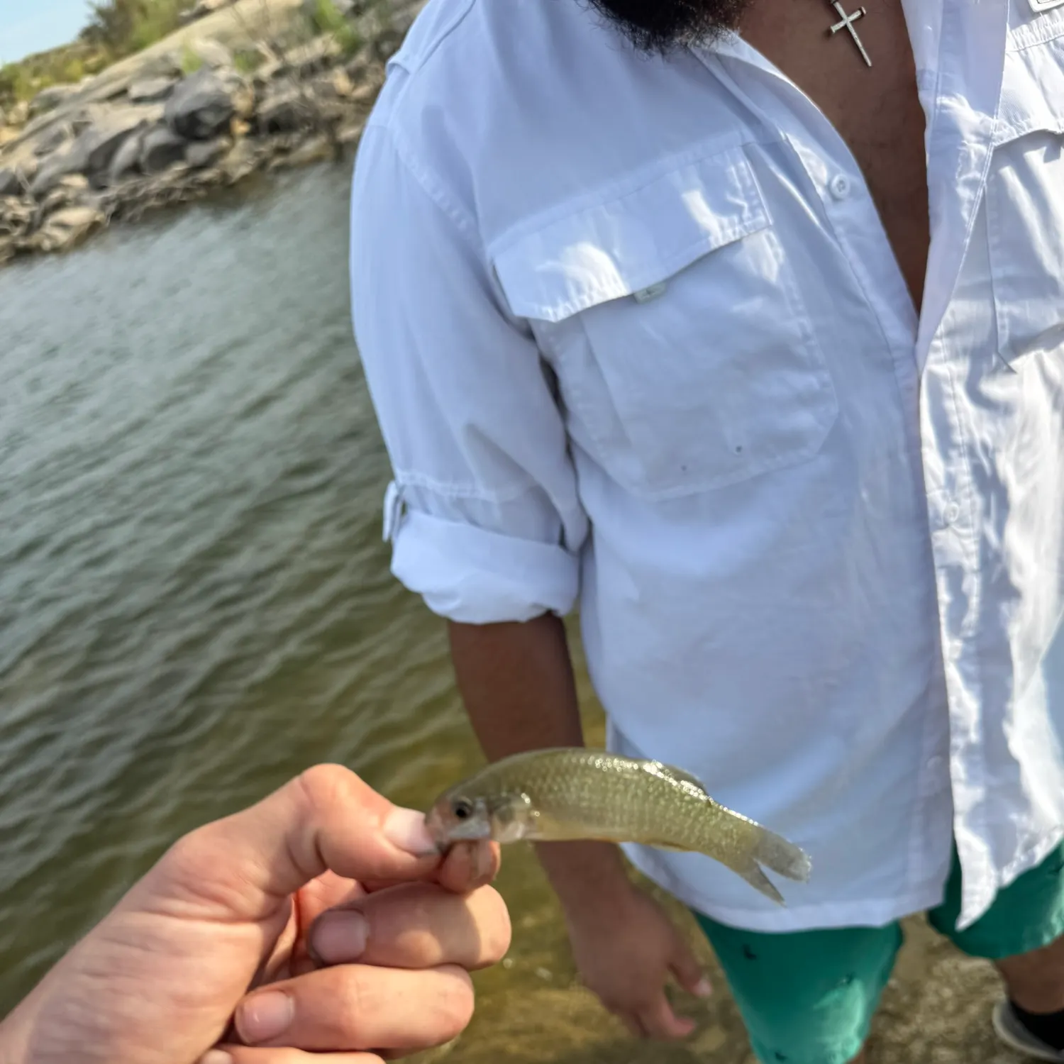 Gulf killifish caught on Fishbrain