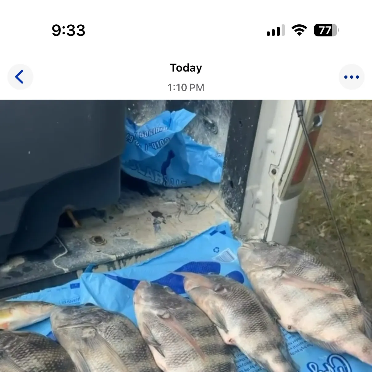 Sheepshead caught on Fishbrain