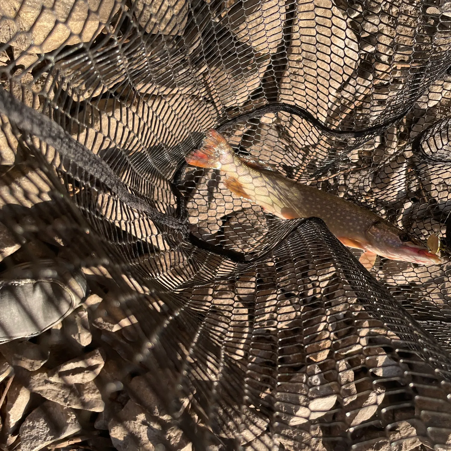 Northern pike caught on Fishbrain