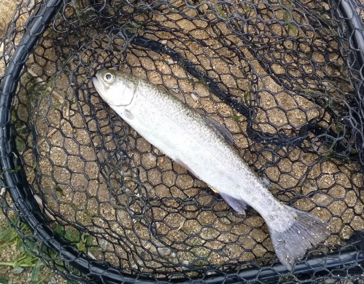 catch in map area