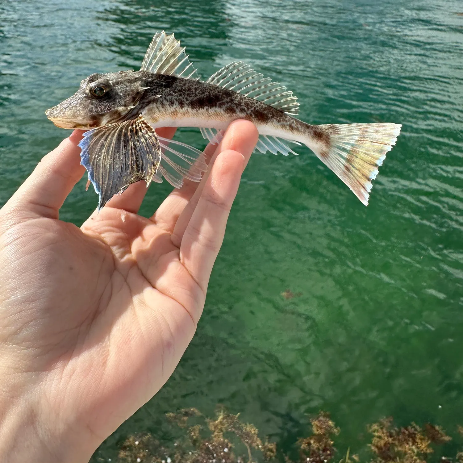 The most recent Blackwing searobin catches on Fishbrain