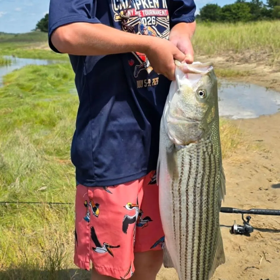 Striped bass caught on Fishbrain