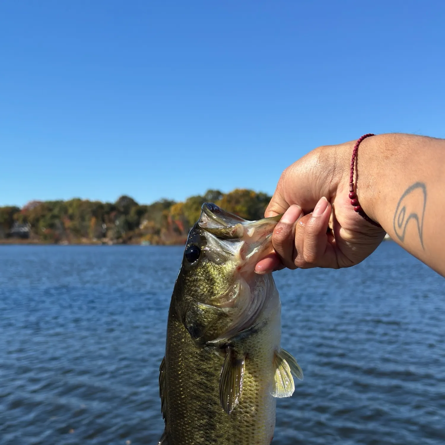 Largemouth bass caught on Fishbrain