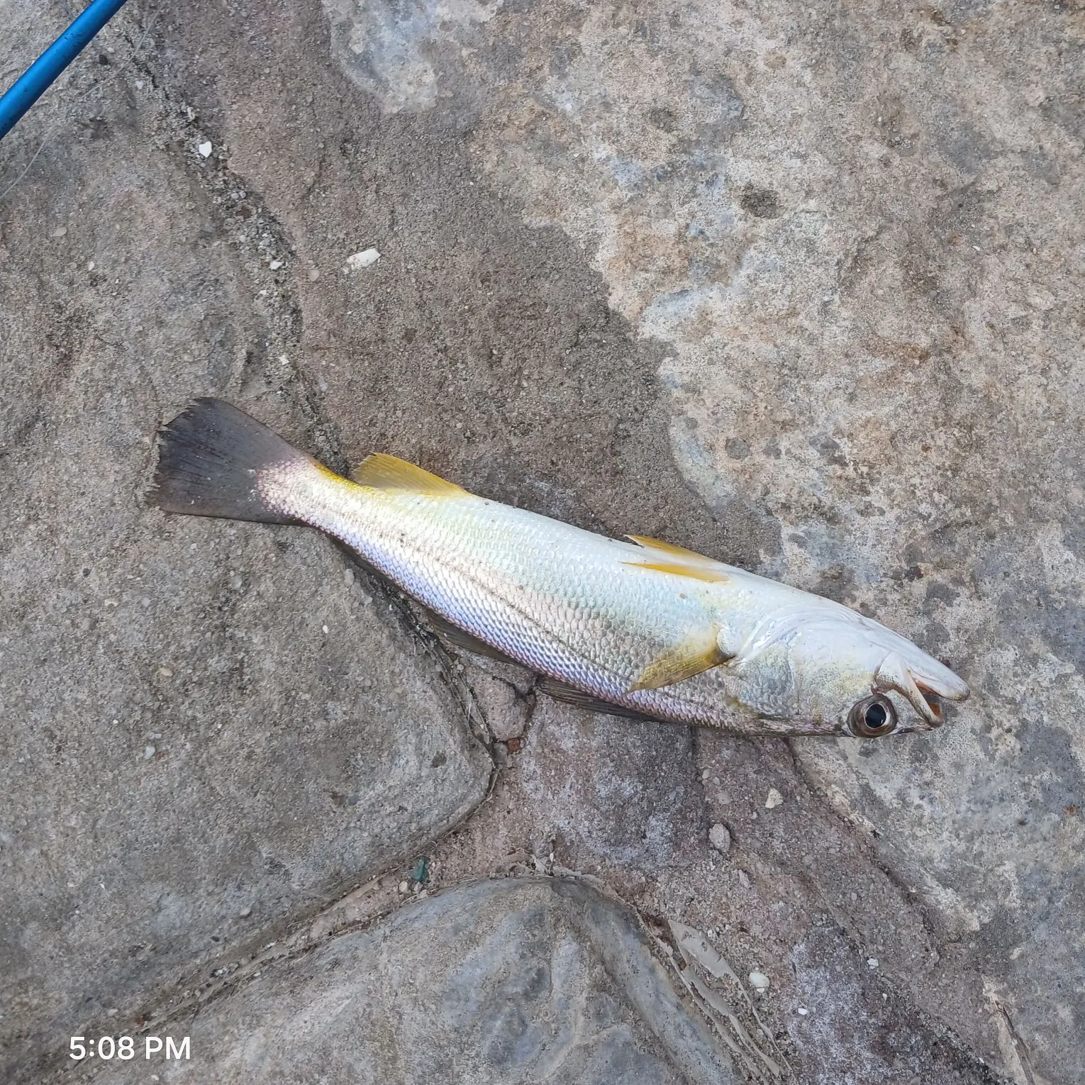 The most recent Sand seatrout catches on Fishbrain