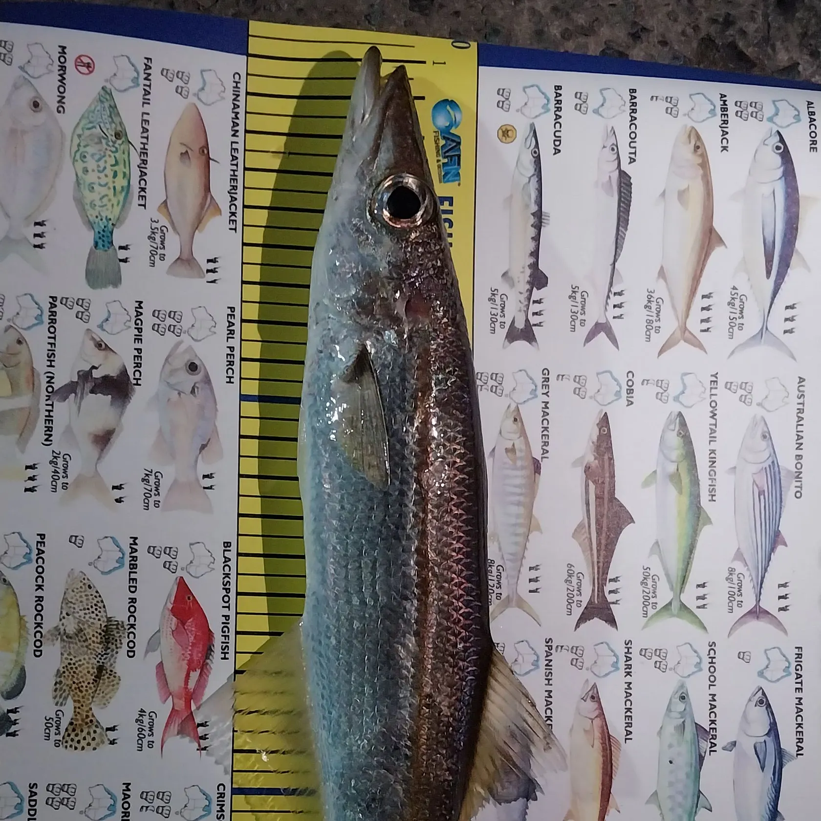 recently logged catches