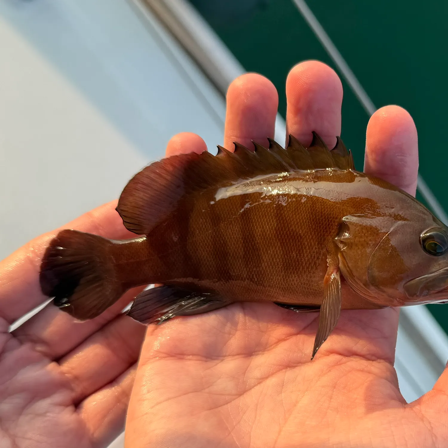 The most recent Chocolate hind catches on Fishbrain