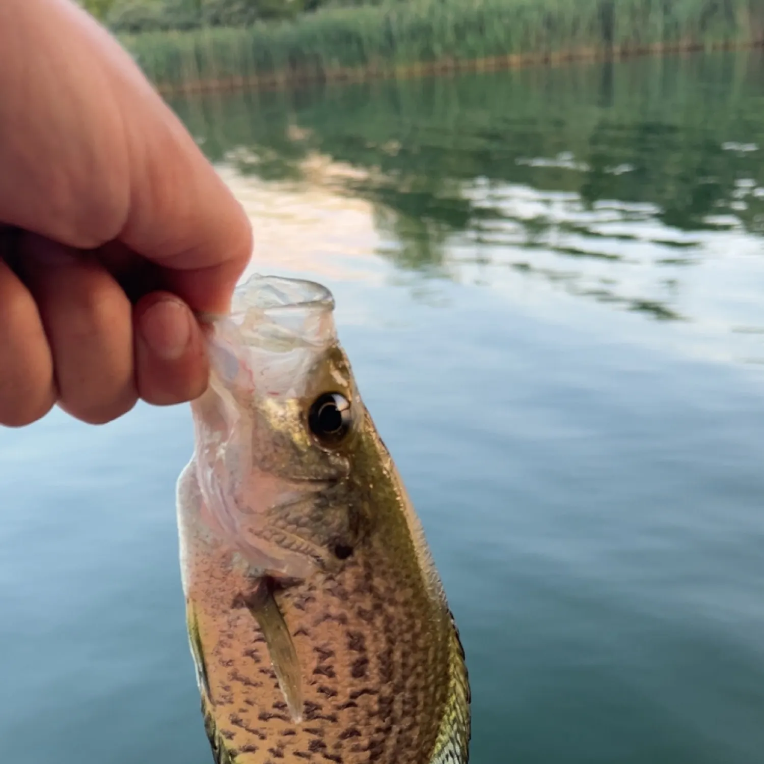 Black crappie caught on Fishbrain