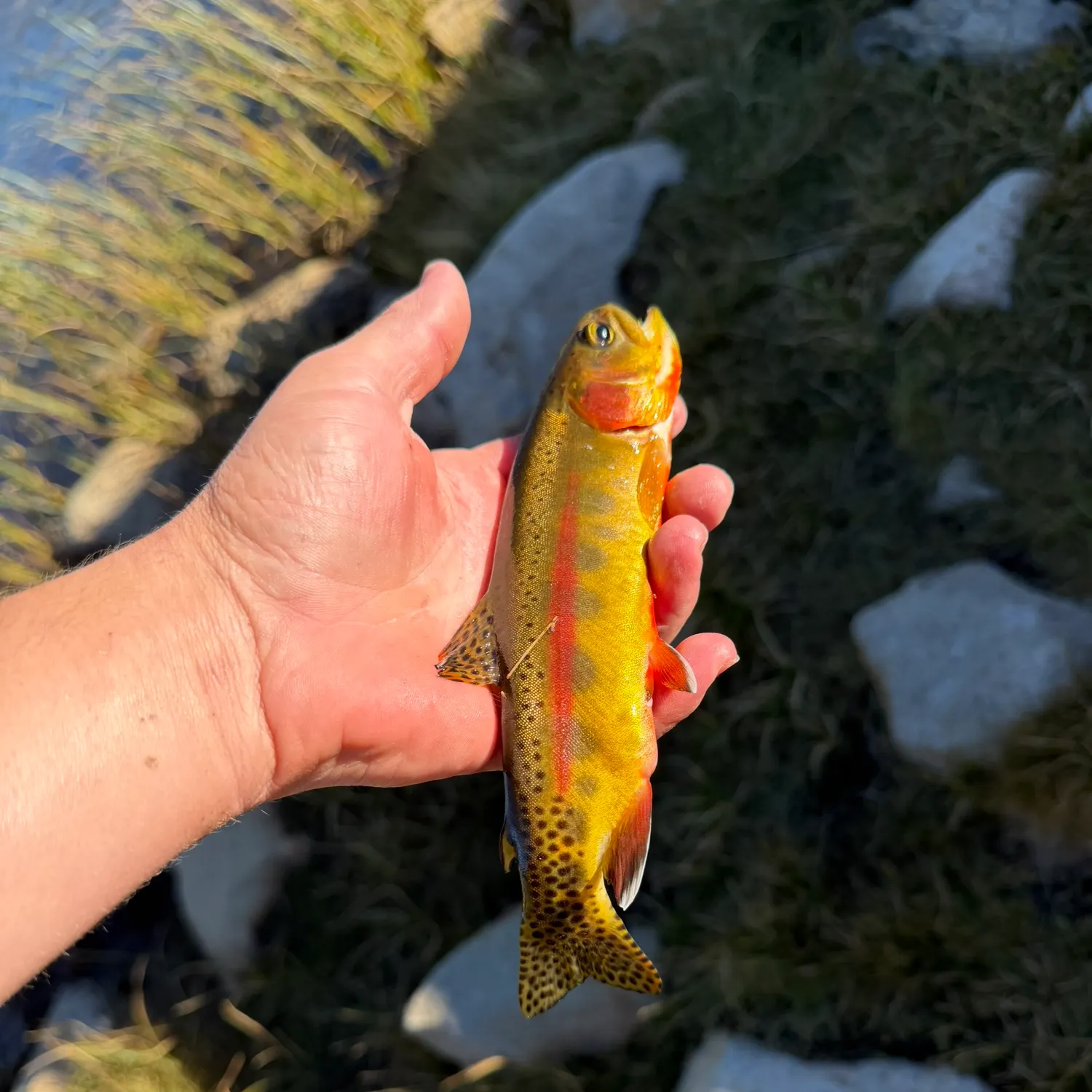 Golden trout caught on Fishbrain