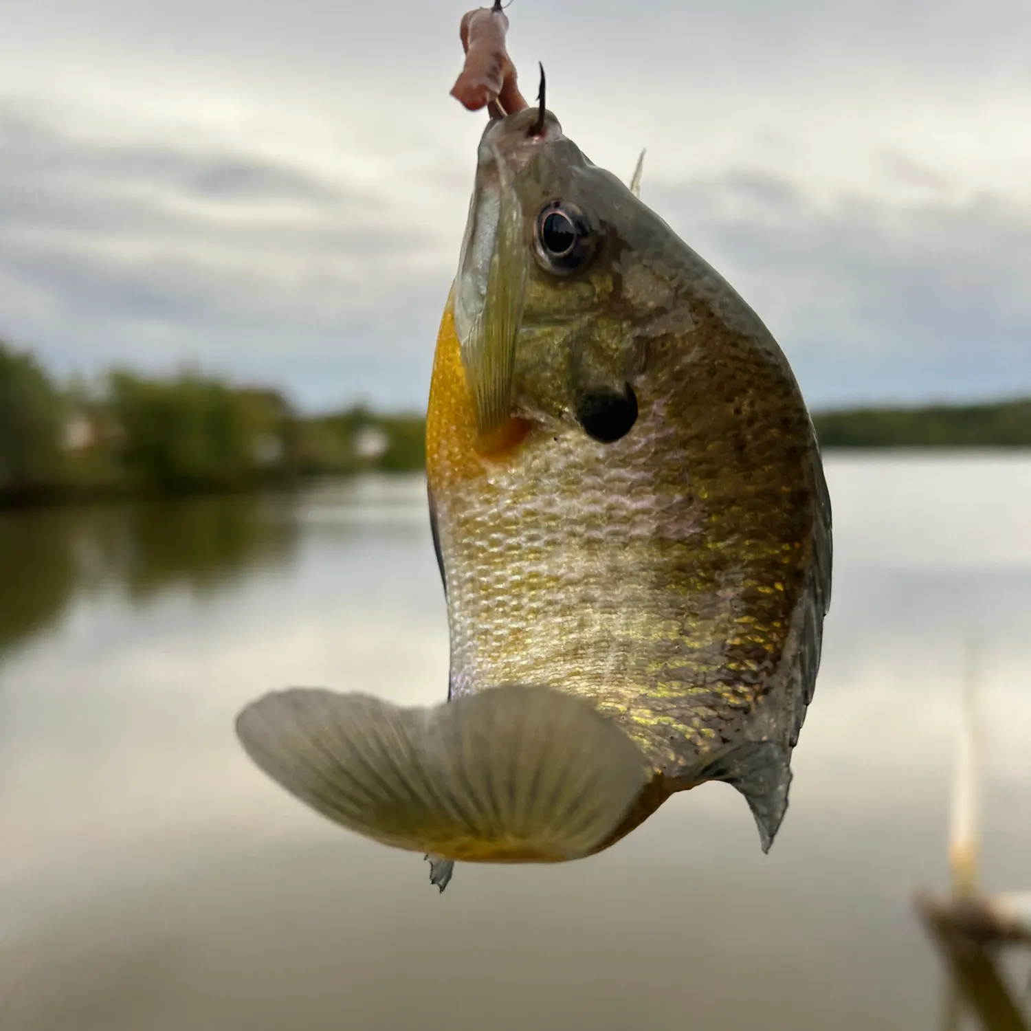 Bluegill caught on Fishbrain