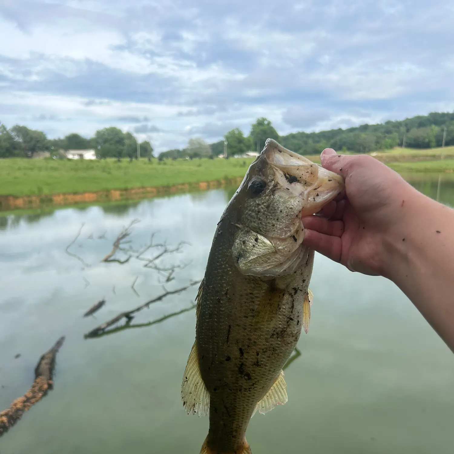 The most recent F1 bass catches on Fishbrain