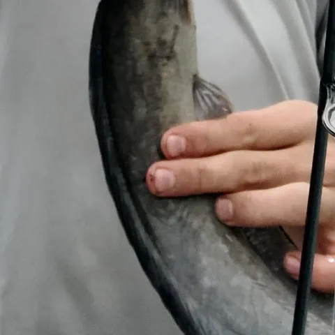 The most recent North African catfish catches on Fishbrain