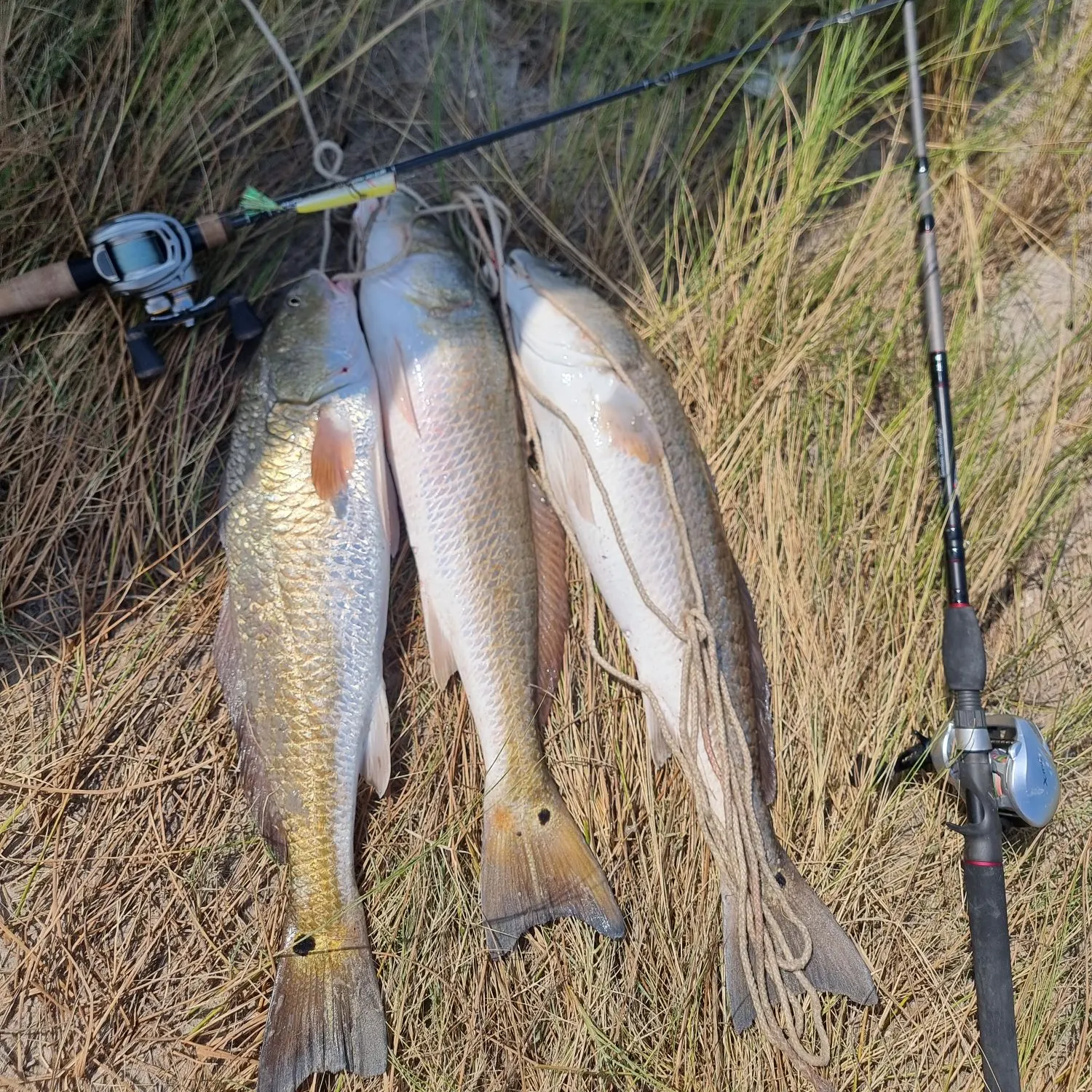 Red drum caught on Fishbrain