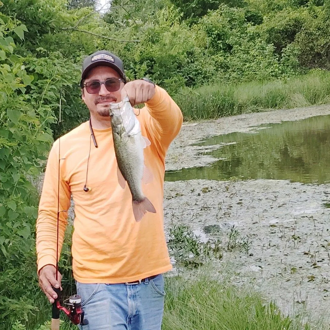 Largemouth bass caught on Fishbrain