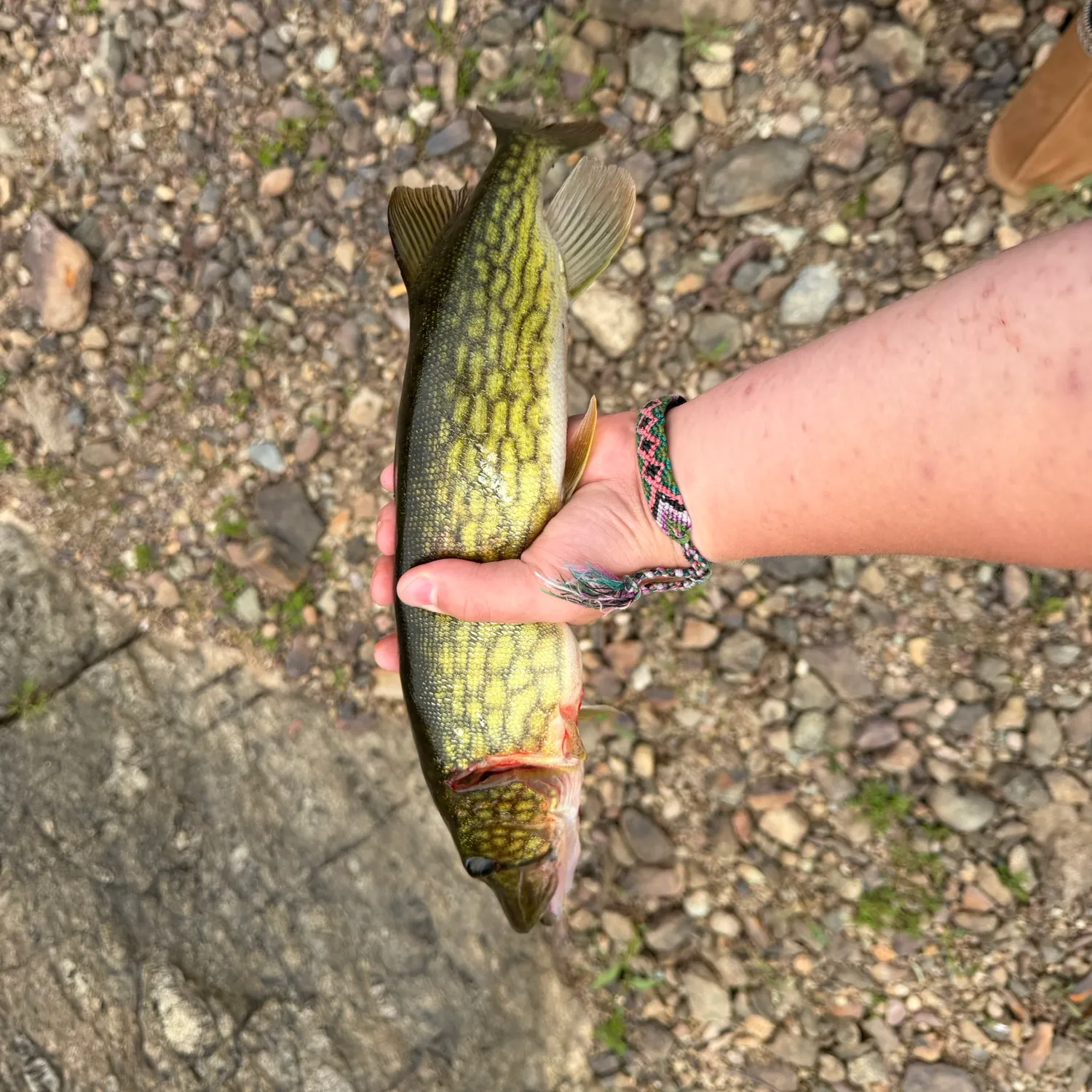 Chain pickerel caught on Fishbrain