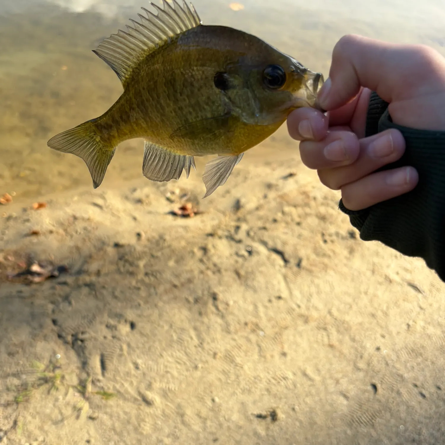 Bluegill caught on Fishbrain