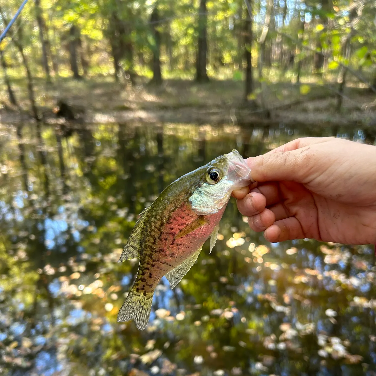 White crappie caught on Fishbrain