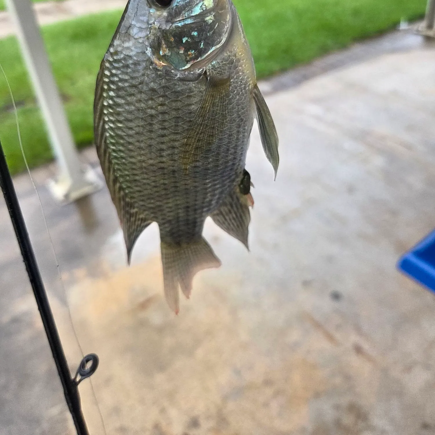 Bluegill caught on Fishbrain