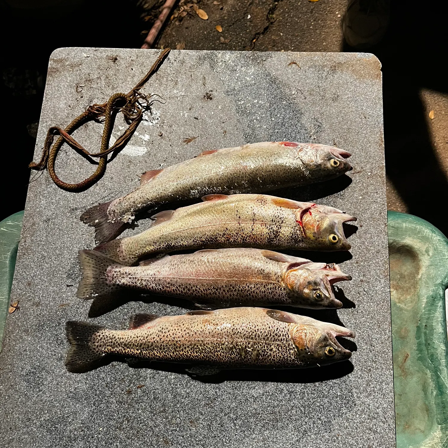 recently logged catches