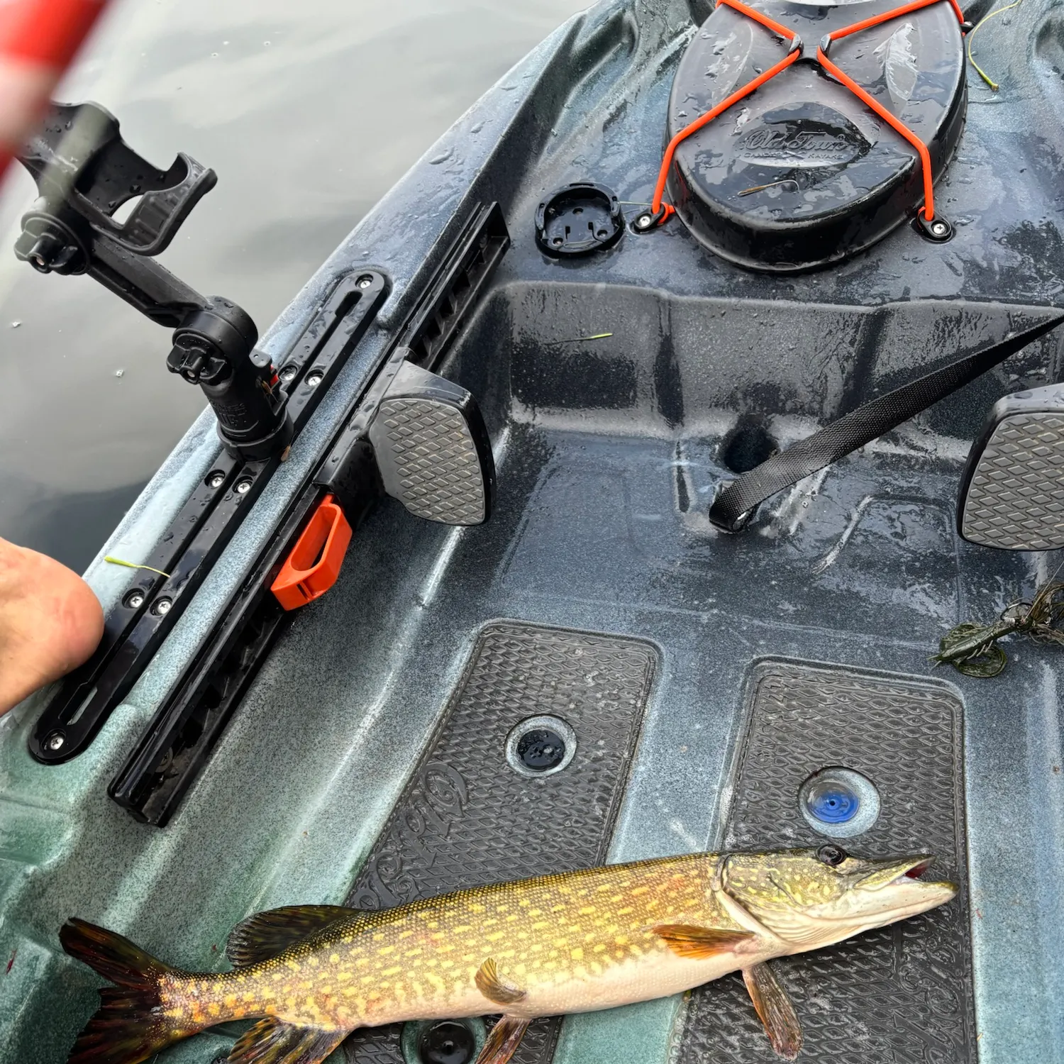 Northern pike caught on Fishbrain