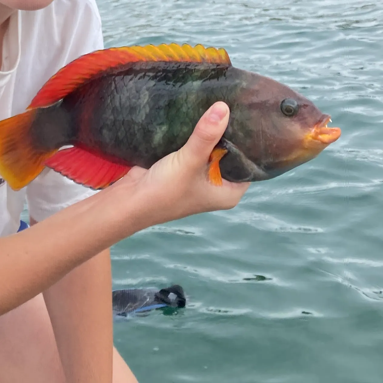 The most recent Blue-barred parrotfish catches on Fishbrain