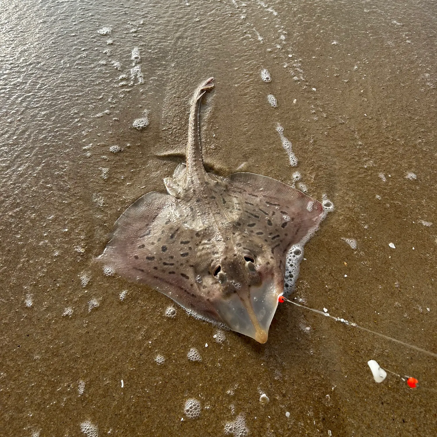 Clearnose skate caught on Fishbrain