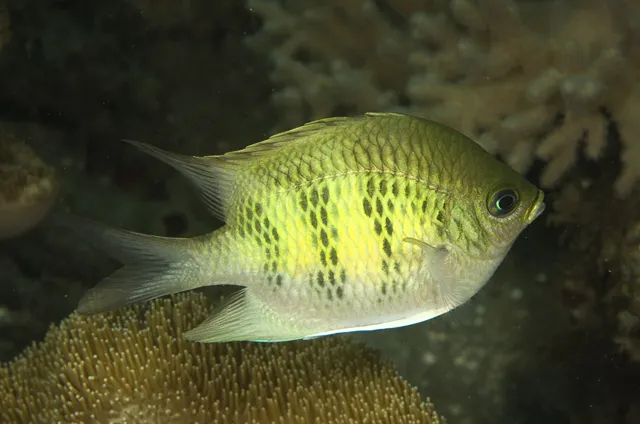 Staghorn damselfish