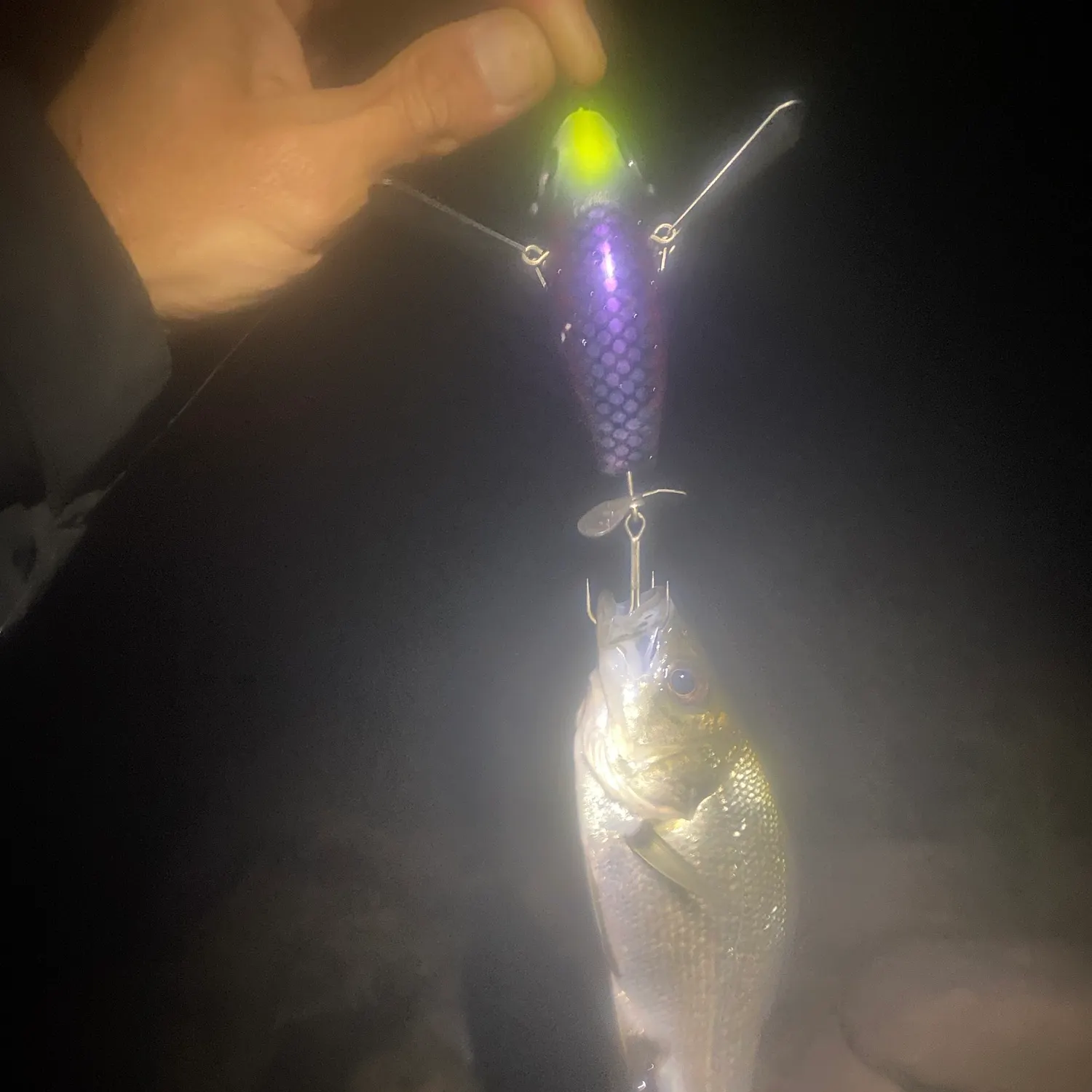 Australian bass caught on Fishbrain