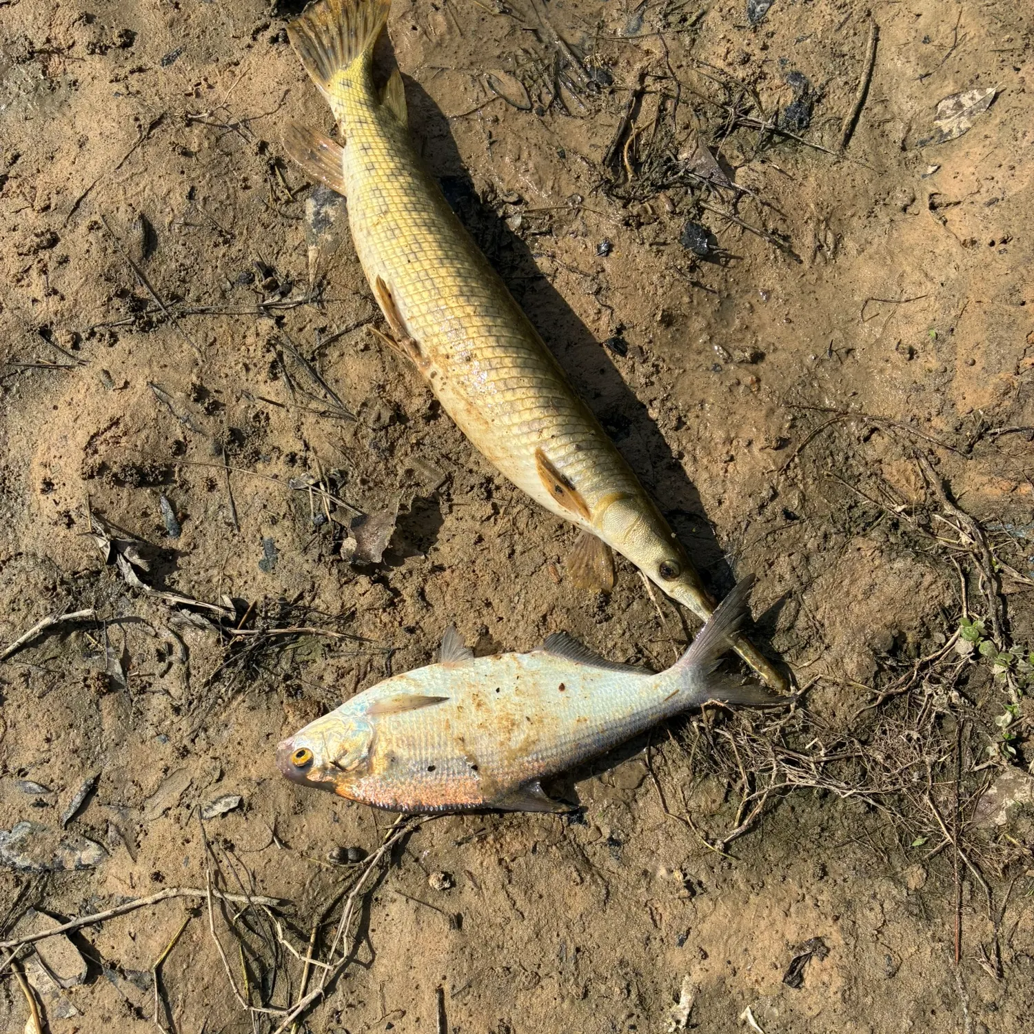 The most recent Spotted gar catches on Fishbrain