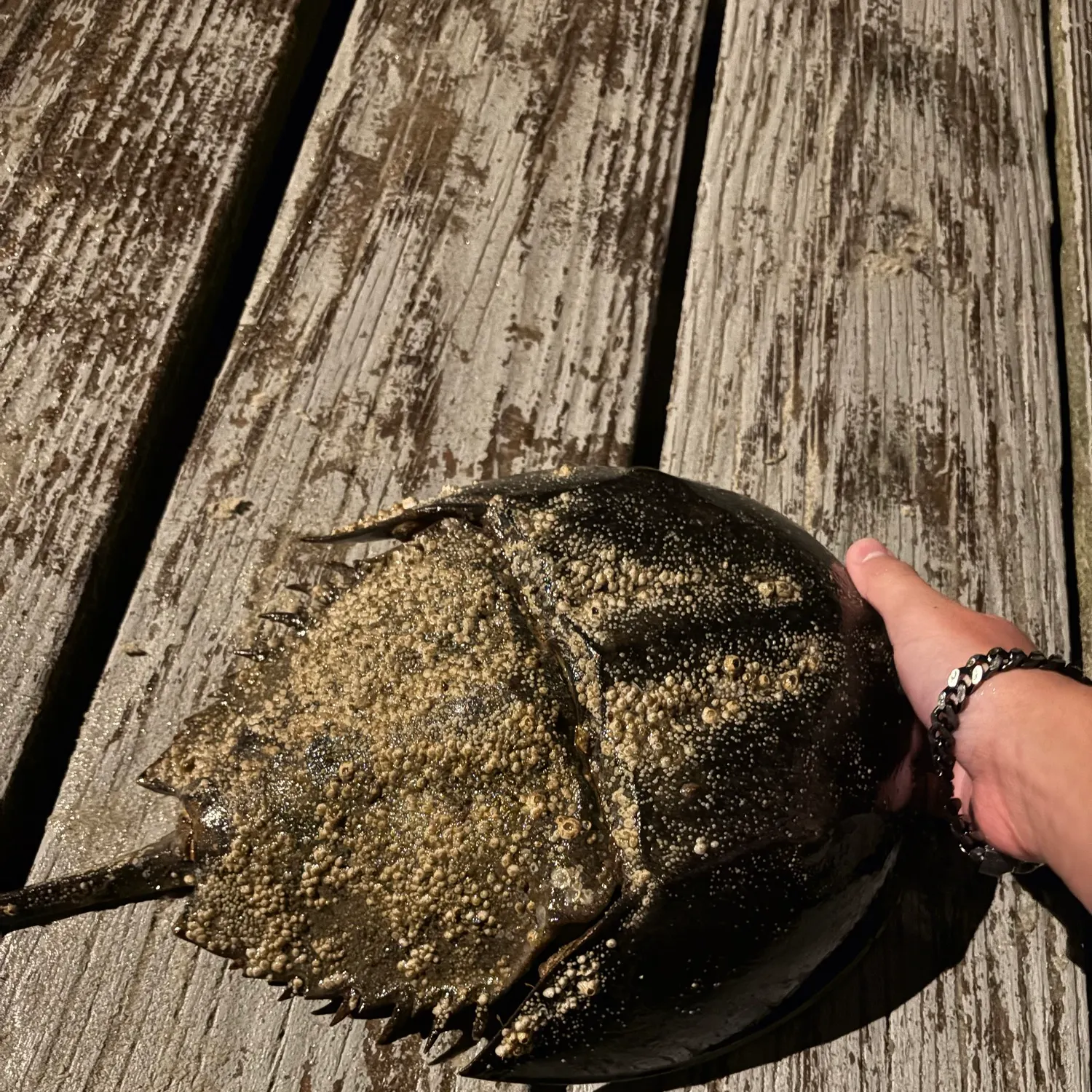 The most recent Atlantic horseshoe crab catches on Fishbrain