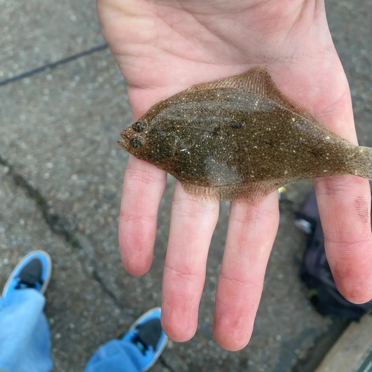 The most recent Pacific sanddab catches on Fishbrain