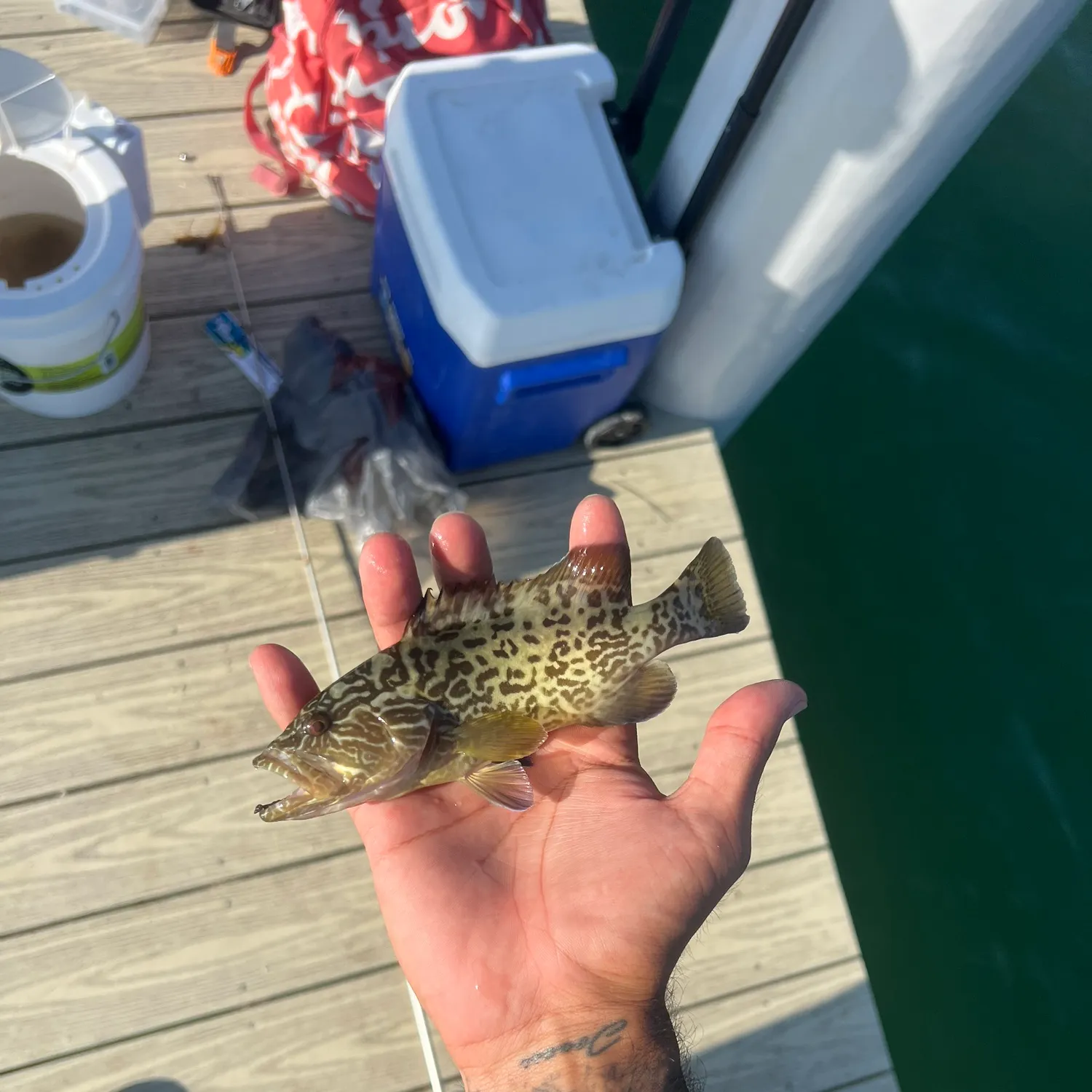 The most recent Gag grouper catches on Fishbrain