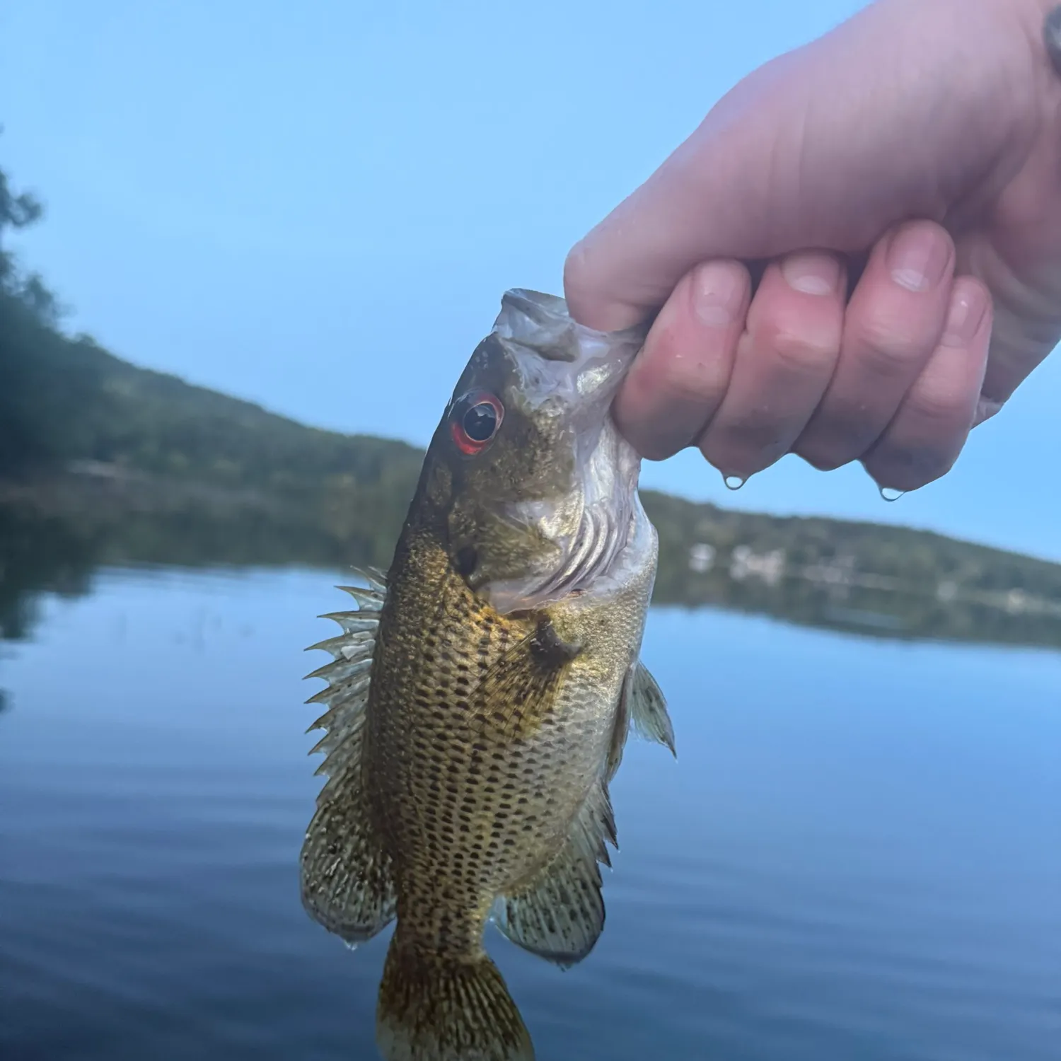 Rock bass caught on Fishbrain