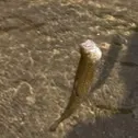Brook trout caught on Fishbrain