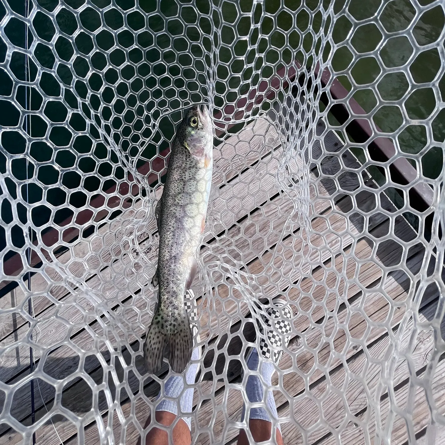 Rainbow trout caught on Fishbrain