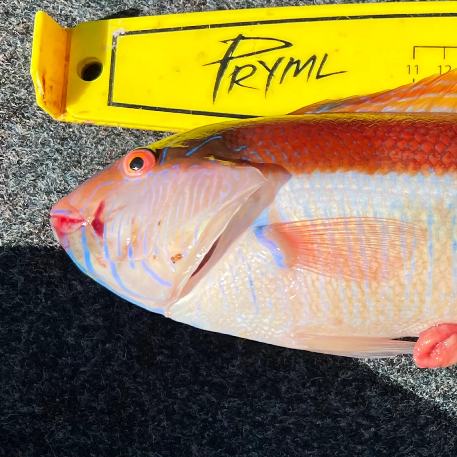 The most popular recent Maori wrasse catch on Fishbrain