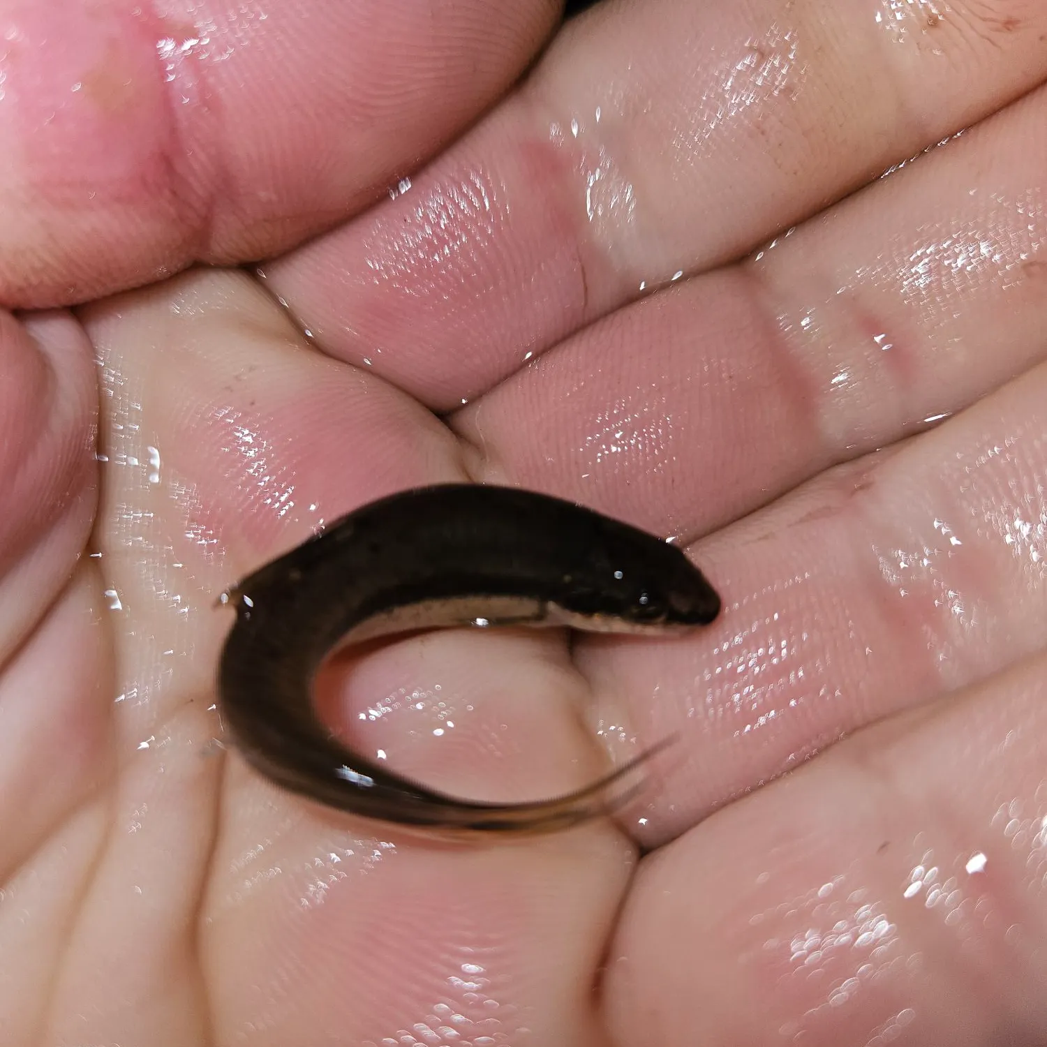 Fish caught on Fishbrain