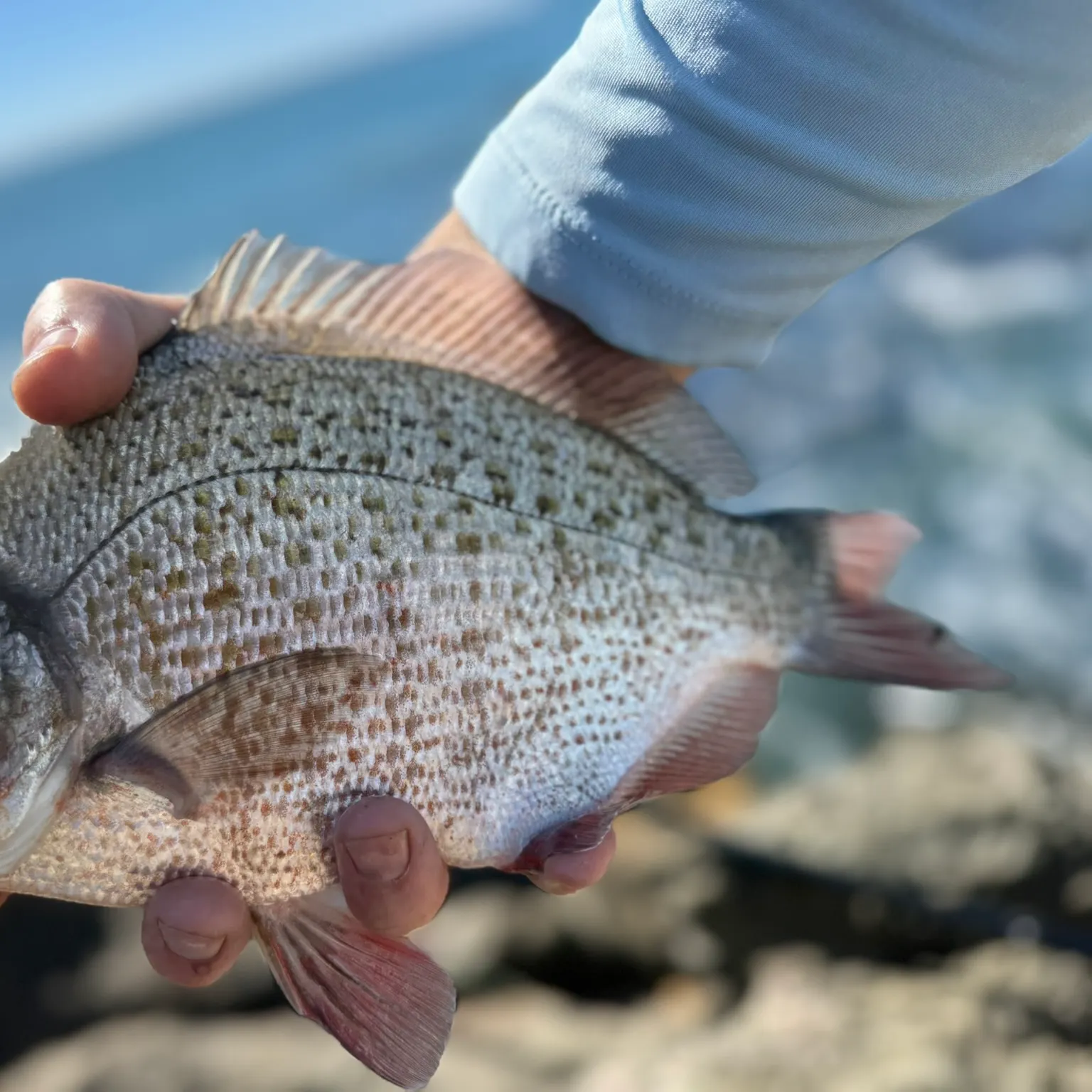 The most recent Redtail surfperch catches on Fishbrain