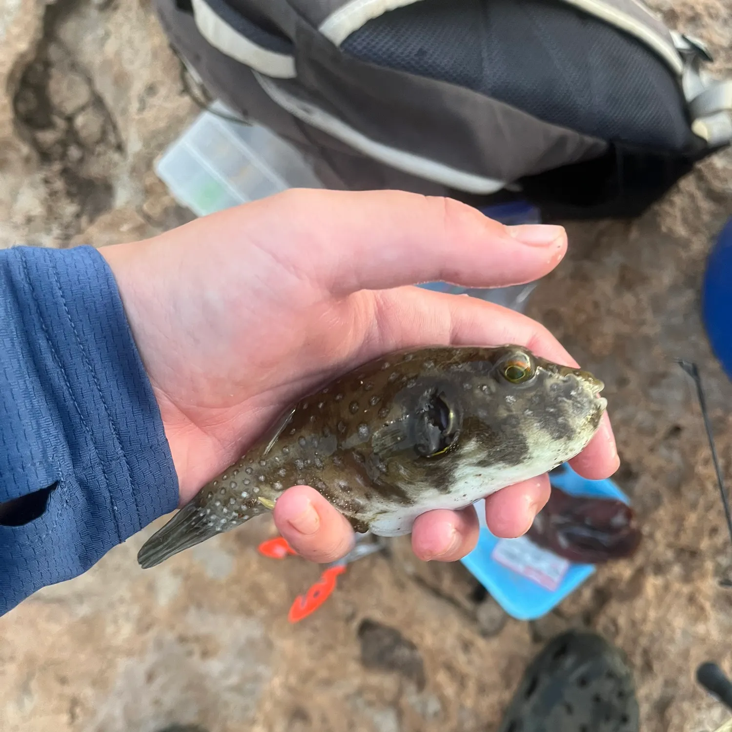 The most recent White-spotted puffer catches on Fishbrain