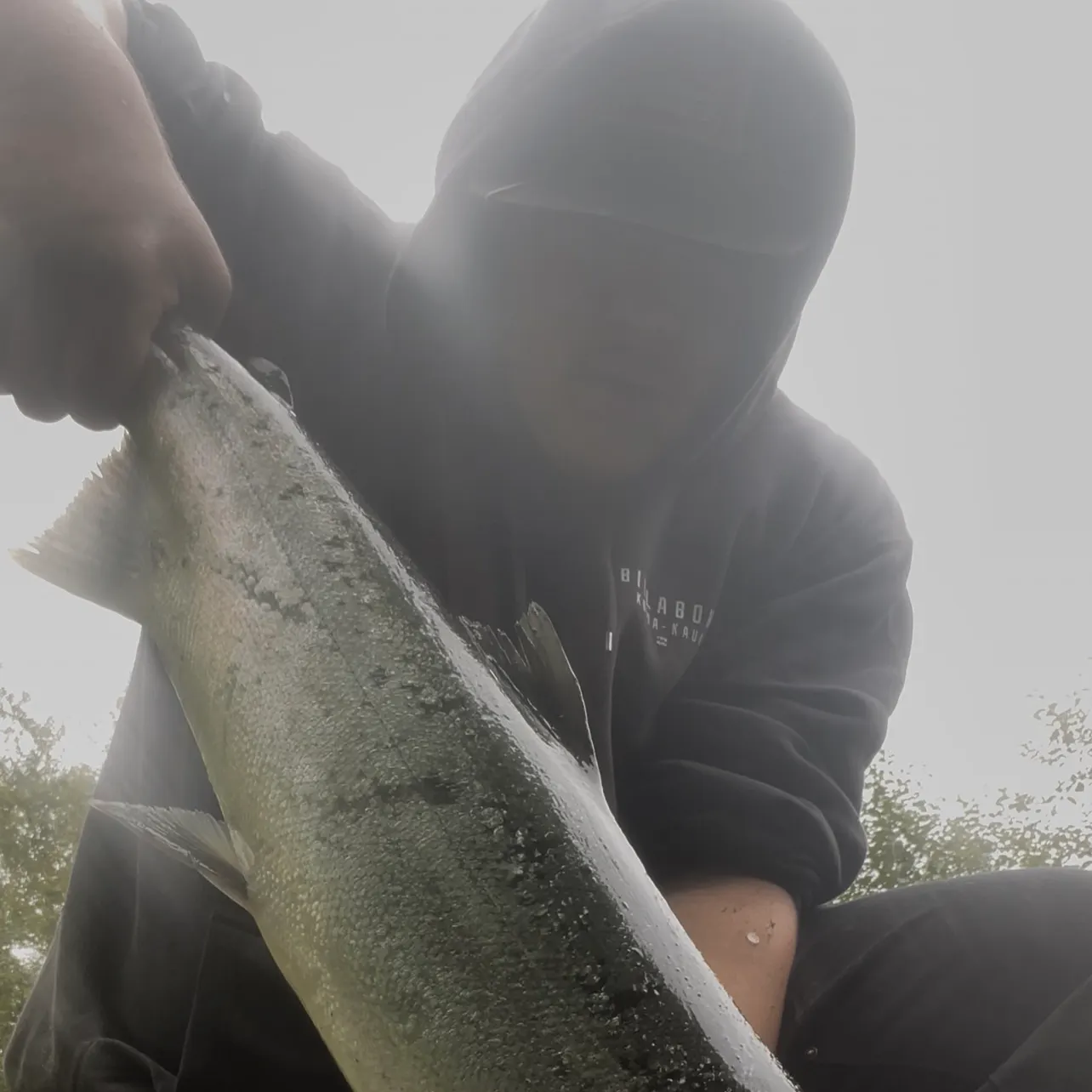 Coho salmon caught on Fishbrain