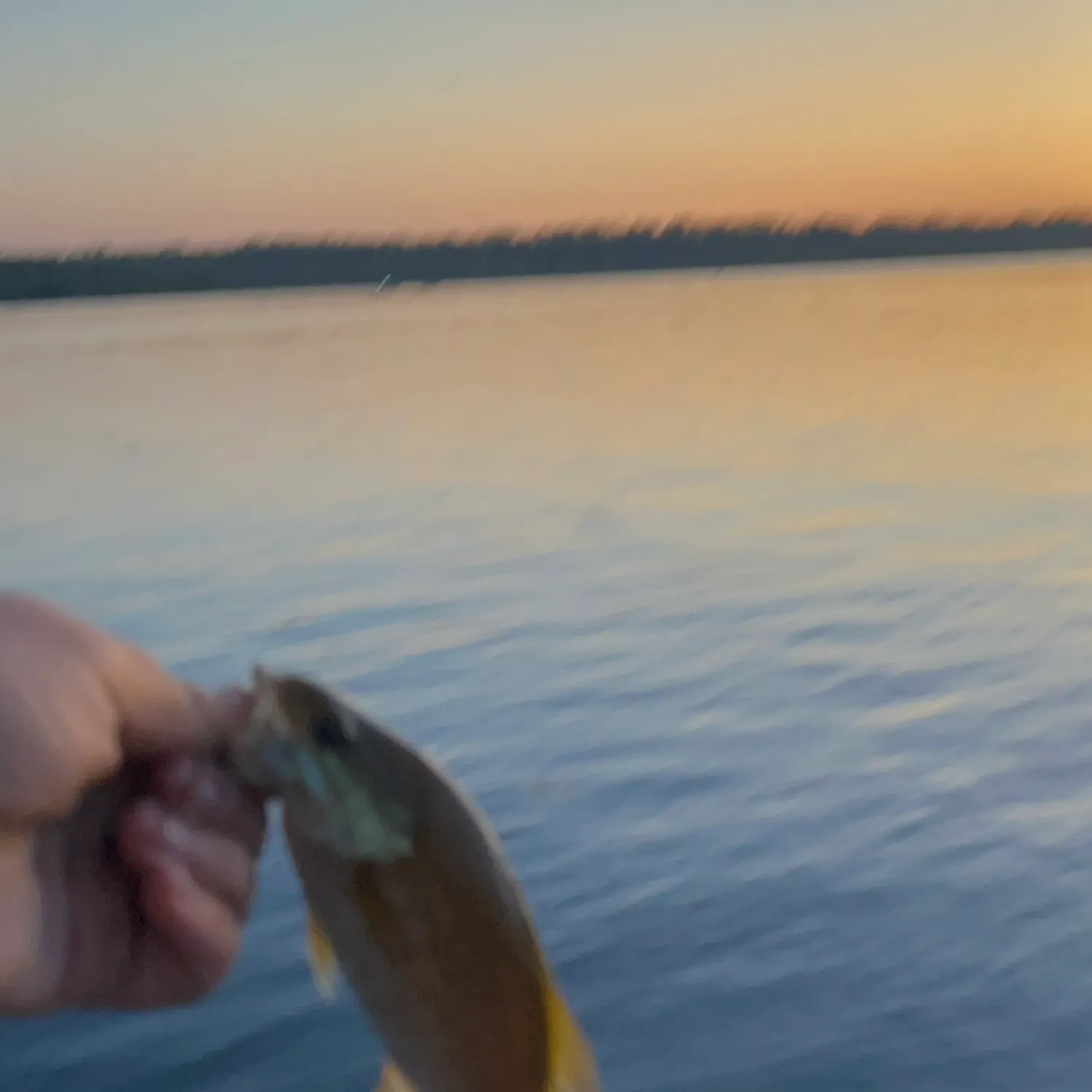 Smallmouth bass caught on Fishbrain