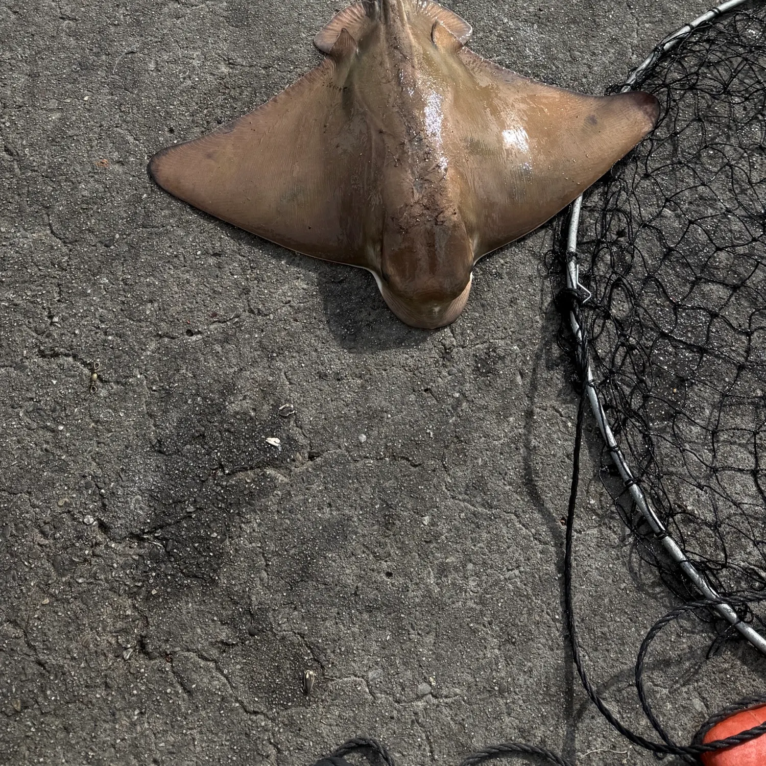 Bat eagle ray caught on Fishbrain