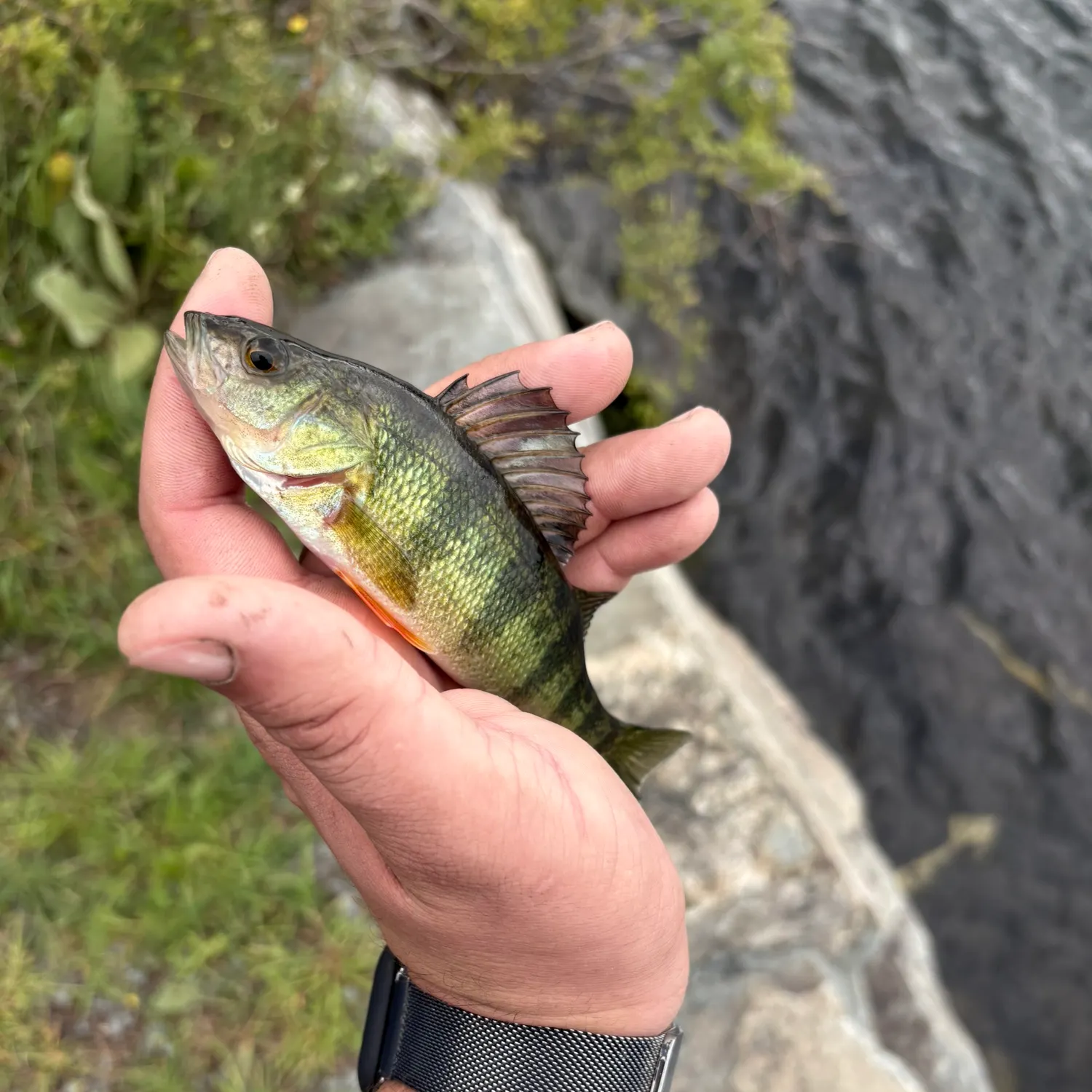 catch
