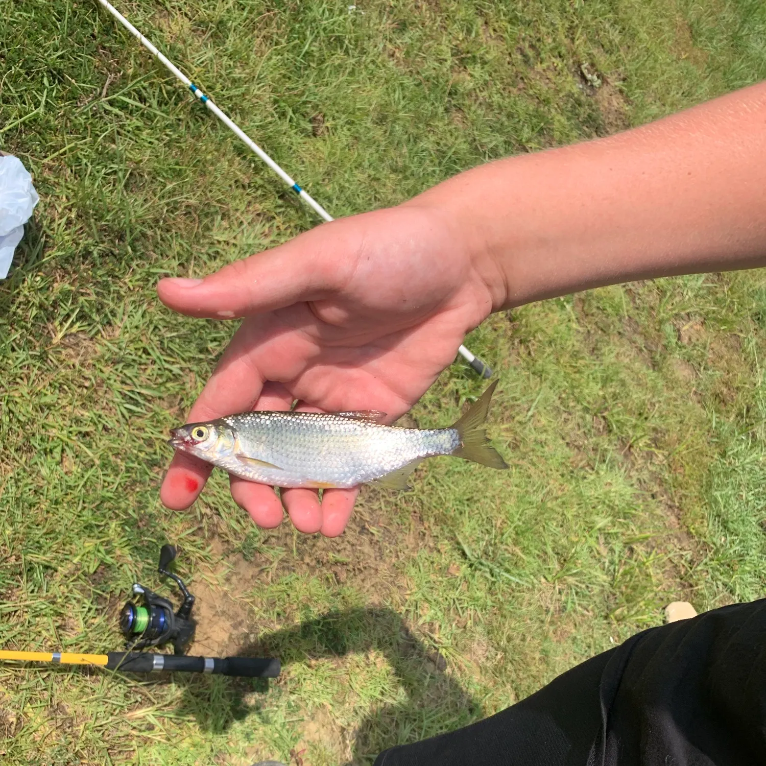 The most recent Weed shiner catches on Fishbrain