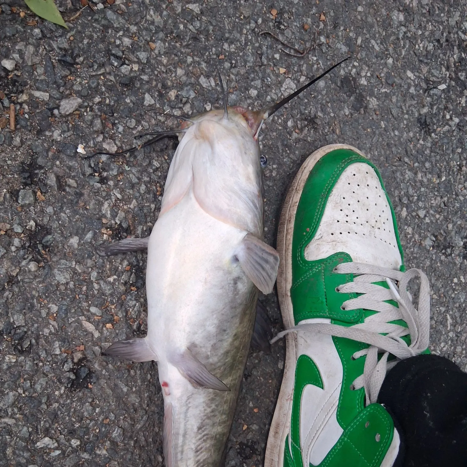 Brown bullhead caught on Fishbrain