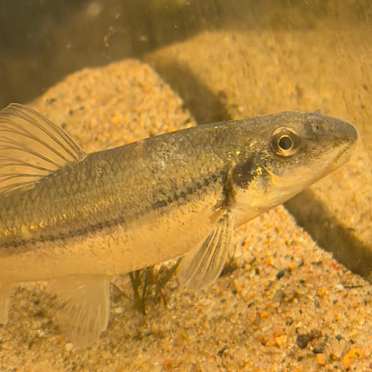 Suckermouth minnow caught on Fishbrain