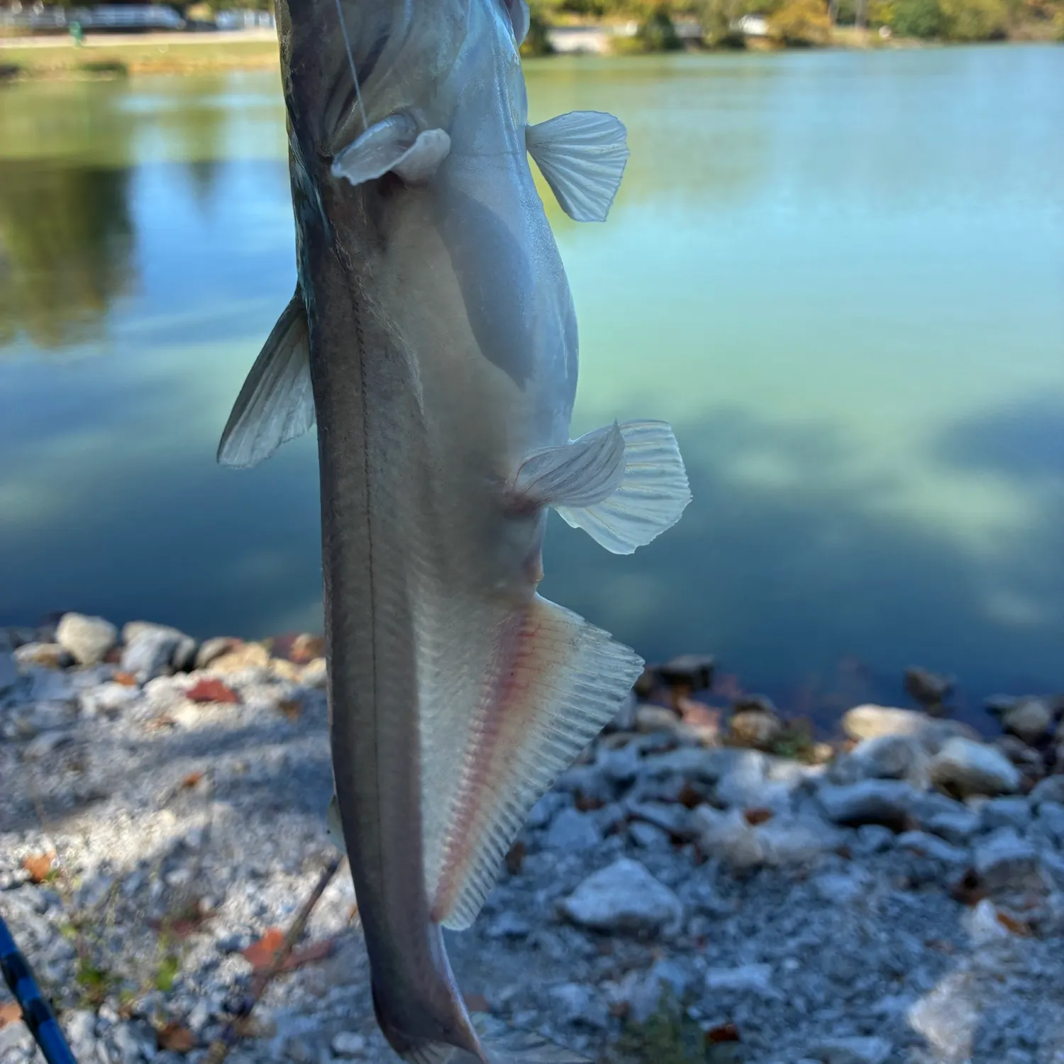 Fish caught on Fishbrain