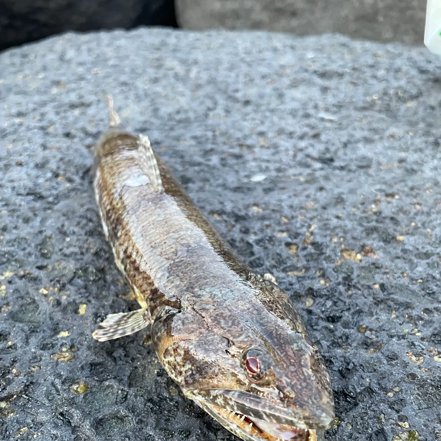 The most recent Atlantic lizardfish catches on Fishbrain