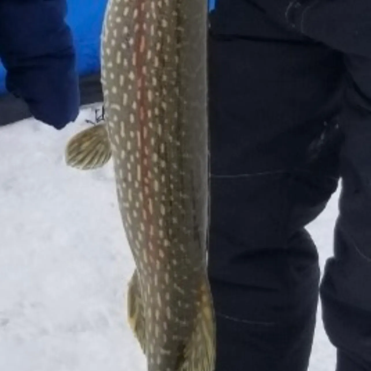 Northern pike caught on Fishbrain