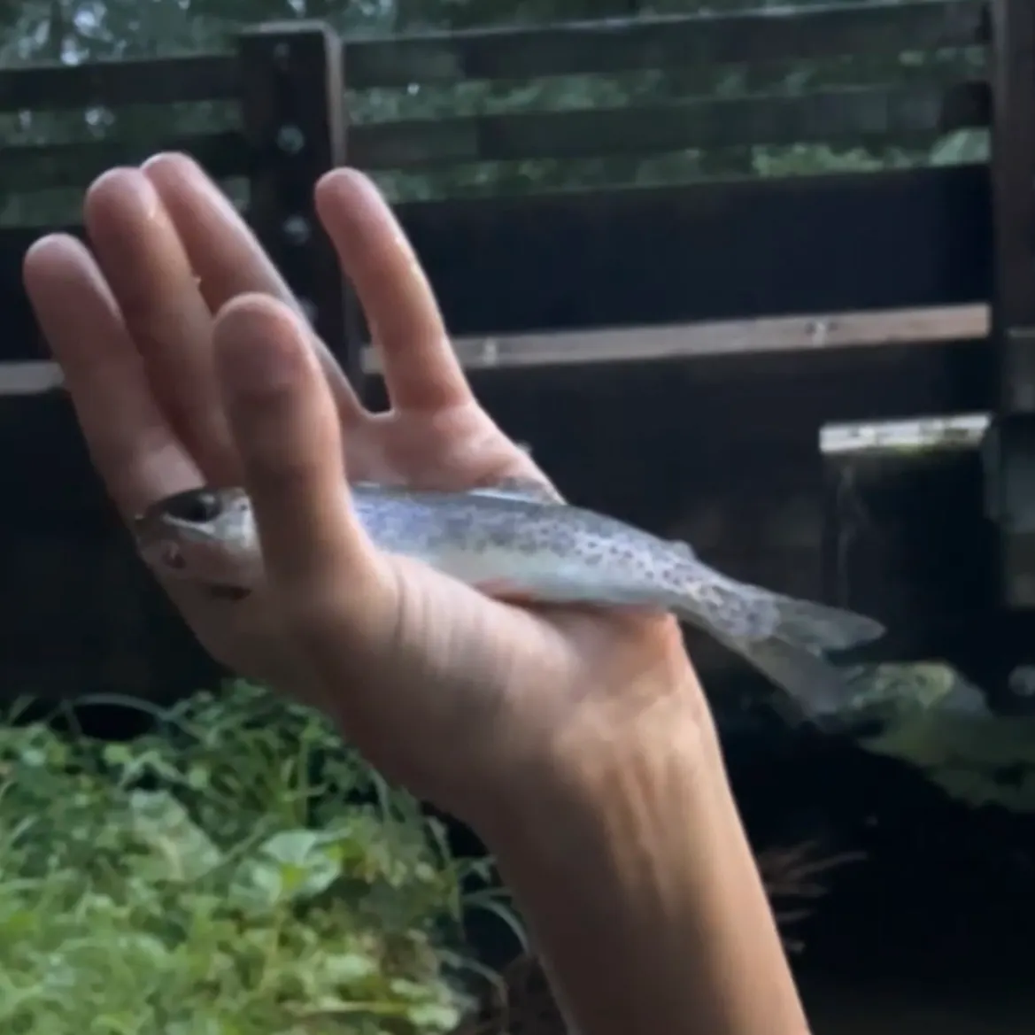 Rainbow trout caught on Fishbrain